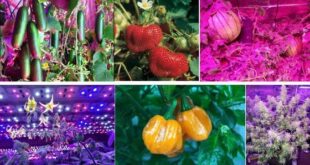Best LED Grow Light