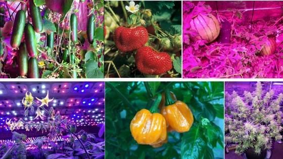 Best LED Grow Light