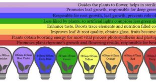 LED Light Bulbs