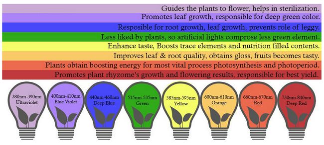 LED Light Bulbs